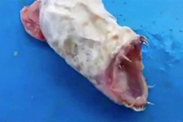 nhieu gia thiet xung quanh nguon goc sinh vat ky la lan dau tien duoc tim thay