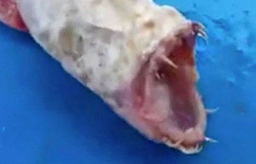 Nhiều giả thiết xung quanh nguồn gốc sinh vật kỳ lạ lần đầu tiên được tìm thấy