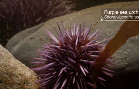 Thiên nhiên kì thú: Xem nhím biển lộn ngược từ trong ra ngoài để… tái sinh