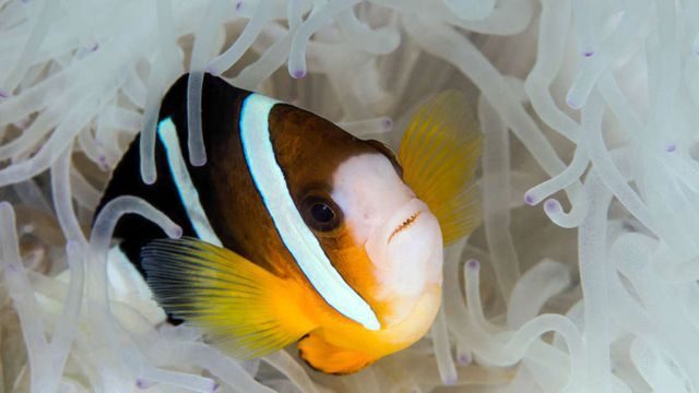 sieu nang luc giup ca he co the nhin thay tia uv