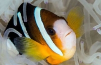 ki la loai ca co chan biet bo nhu tom duoi day bien