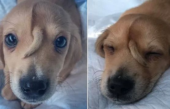 Kỳ lạ chú chó nhỏ có đuôi mọc trên đầu