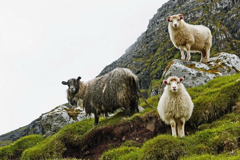 Hòn đảo 'đội mây' nằm giữa đại dương như trong chuyện cổ tích ky la hon dao doi may nam giua dai duong