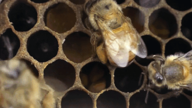 tu nhung bong hoa ong khong chi tao ra mat ma con co ca banh mi