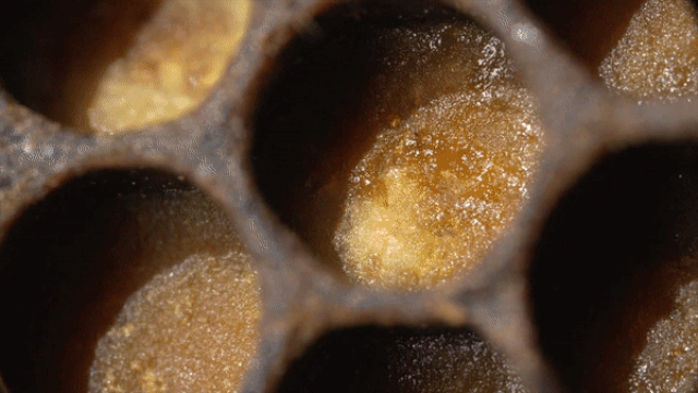 tu nhung bong hoa ong khong chi tao ra mat ma con co ca banh mi