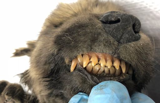 Sinh vật bí ẩn 18.000 năm tuổi khiến các nhà khoa học đau đầu