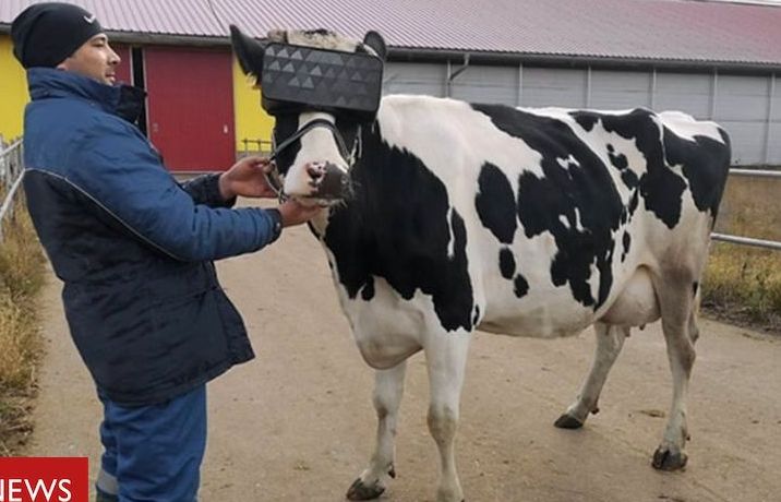 Nga thử nghiệm kính thực tế ảo cho… bò