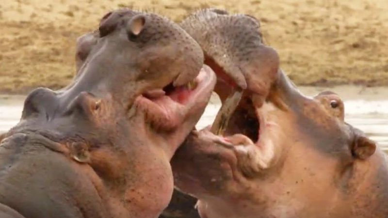 Cuộc chiến để độc chiếm toàn quyền lãnh thổ của hà mã già