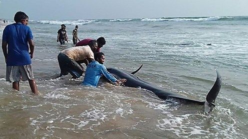 Sri Lanka: Giải cứu hơn 100 cá voi mắc cạn