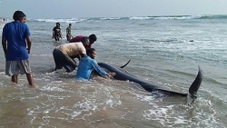 Sri Lanka: Giải cứu hơn 100 cá voi mắc cạn
