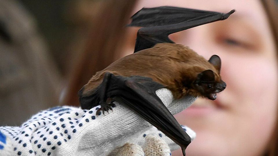 Kỳ lạ loài dơi có khả năng dự đoán tương lai