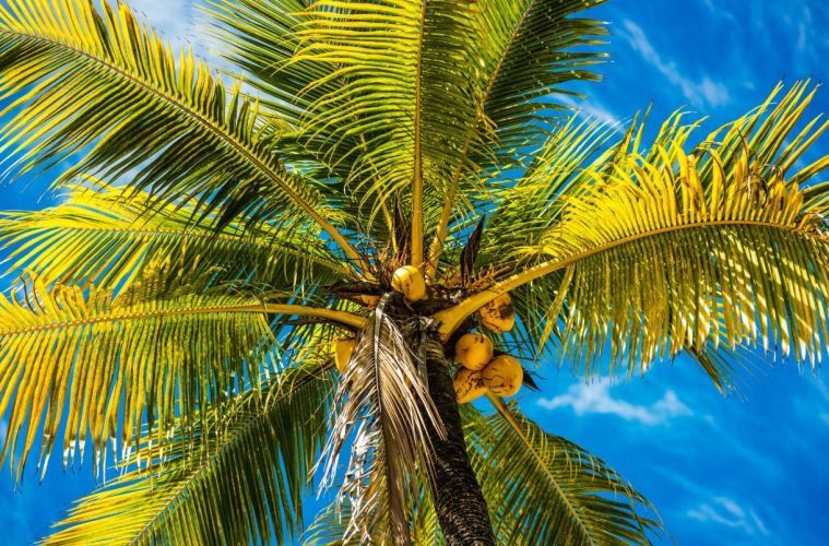 Trường học ở Bali cho phép sinh viên trả học phí theo cách đặc biệt. (Nguồn: The Bali Sun) Indonesia: Học viện du lịch chấp nhận cho thanh toán học phí bằng... dừa