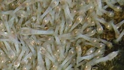 Phát hiện loài tôm 'bất tử' luộc không chết, tồn tại ở môi trường 450 độ C