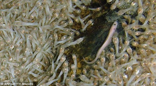 loai tom bat tu luoc khong chet co the ton tai o moi truong 450 do c