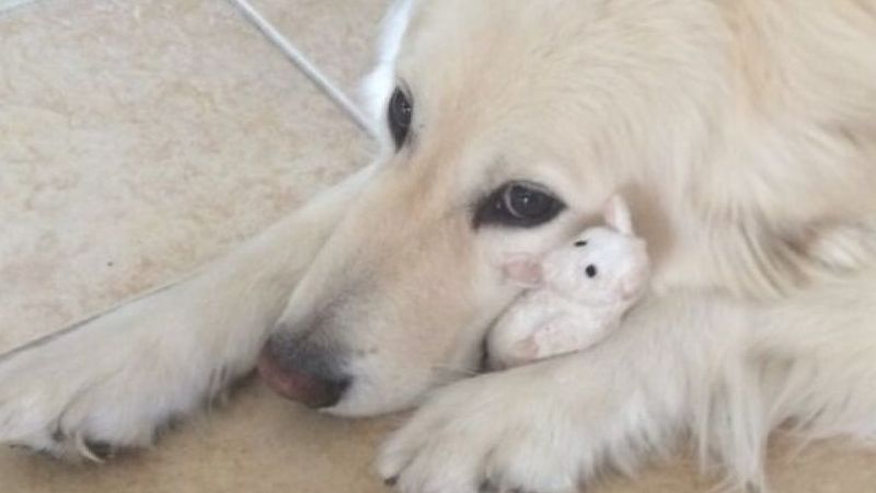 Tan chảy với tình thân của các loài động vật với thú nhồi bông