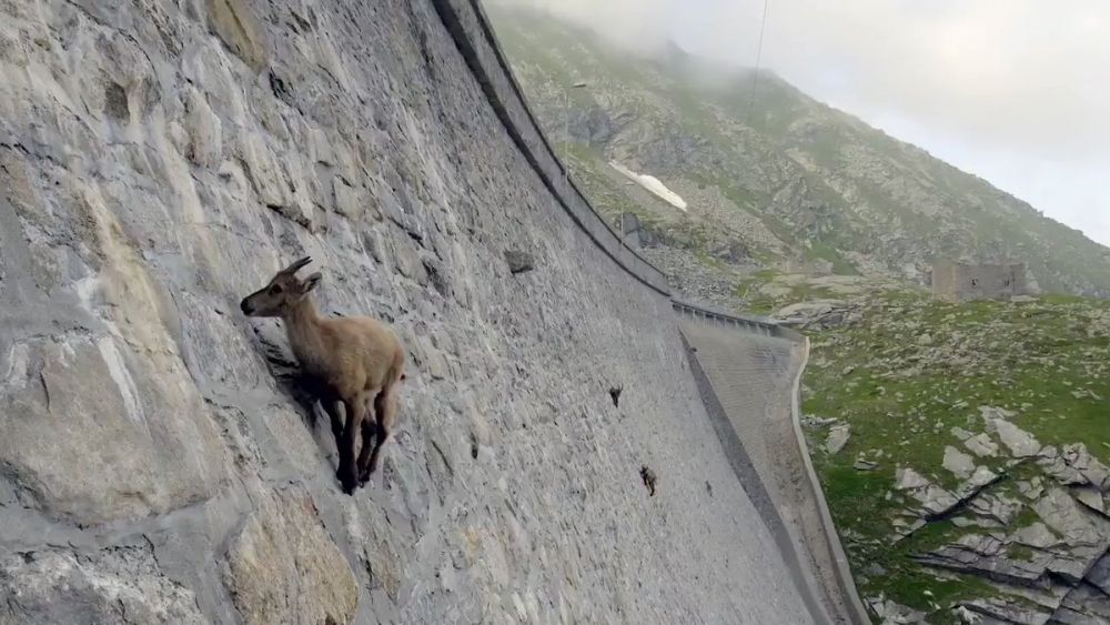 de alpine ibex thach thuc trong luc chinh phuc vach da gan nhu thang dung