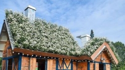 Hà Nội: Ngôi nhà cúc họa mi độc đáo, giới trẻ đổ về chụp ảnh