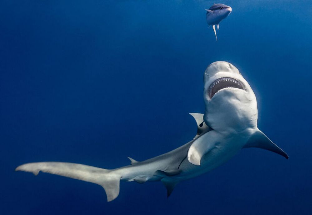 Ấn tượng thế giới đại dương qua những khoảnh khắc độc đáo và ngoạn mục