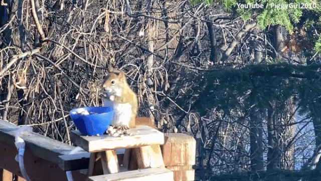 Con sóc bị say do ăn quả lê lên men thu hút hàng triệu lượt xem