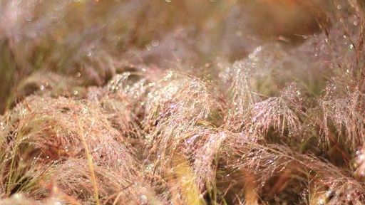 Ngắm đồi cỏ hồng nơi cao nguyên Gia Lai