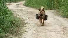 Trung Quốc: Chú chó mục đồng nổi tiếng mạng xã hội, hàng ngày mang cơm ra đồng cho chủ