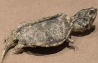 phat hien loai doi mat cho moi tai panama va ecuador