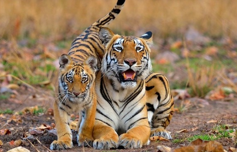 Những bức ảnh đẹp nhất về động vật đoạt giải thưởng của BES