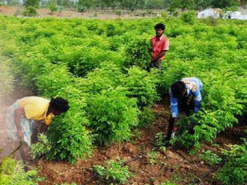 LHQ công bố Bản đồ toàn cầu về carbon hữu cơ trong đất