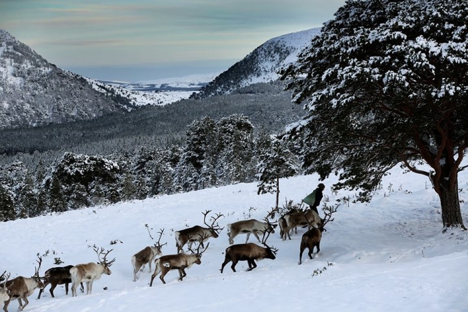 Cận cảnh đàn tuần lộc chăn thả tự do duy nhất ở Vương quốc Anh can canh dan tuan loc chan tha tu do duy nhat o vuong quoc anh