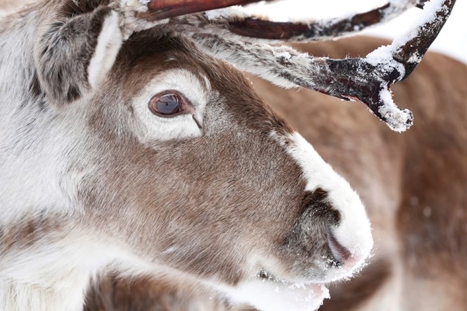 Cận cảnh đàn tuần lộc chăn thả tự do duy nhất ở Vương quốc Anh can canh dan tuan loc chan tha tu do duy nhat o vuong quoc anh