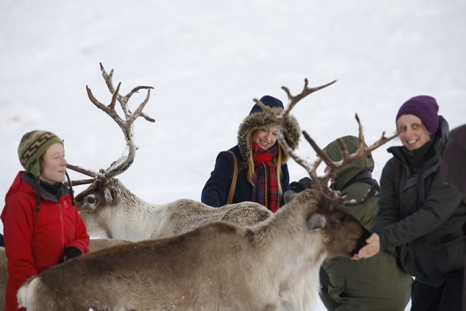 Cận cảnh đàn tuần lộc chăn thả tự do duy nhất ở Vương quốc Anh can canh dan tuan loc chan tha tu do duy nhat o vuong quoc anh