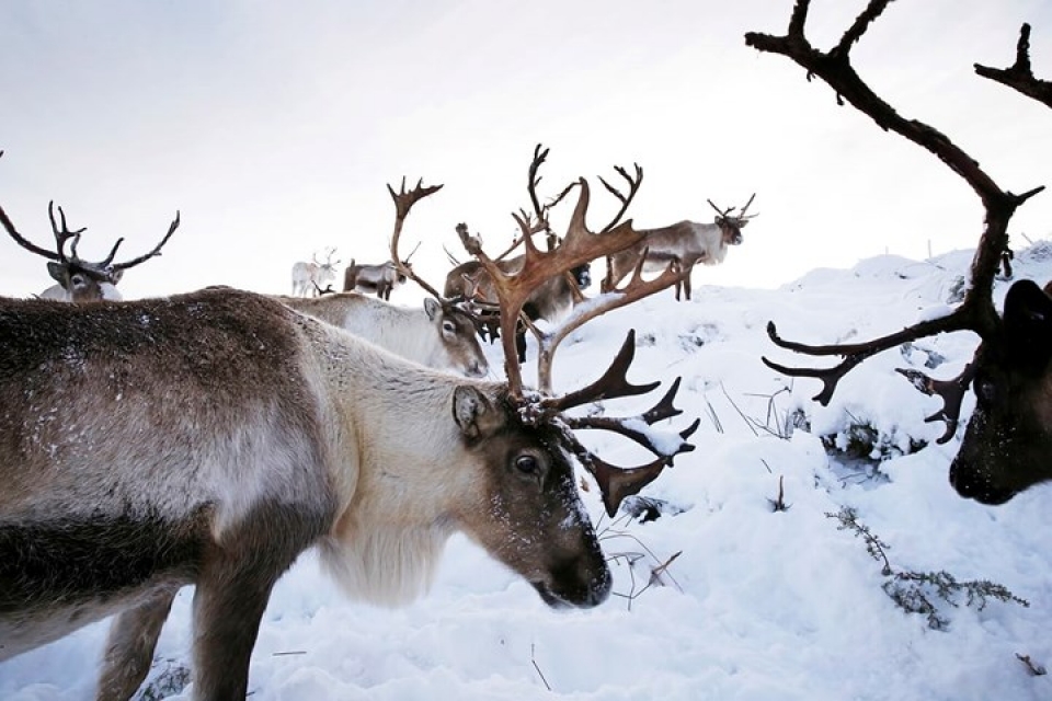 Cận cảnh đàn tuần lộc chăn thả tự do duy nhất ở Vương quốc Anh can canh dan tuan loc chan tha tu do duy nhat o vuong quoc anh