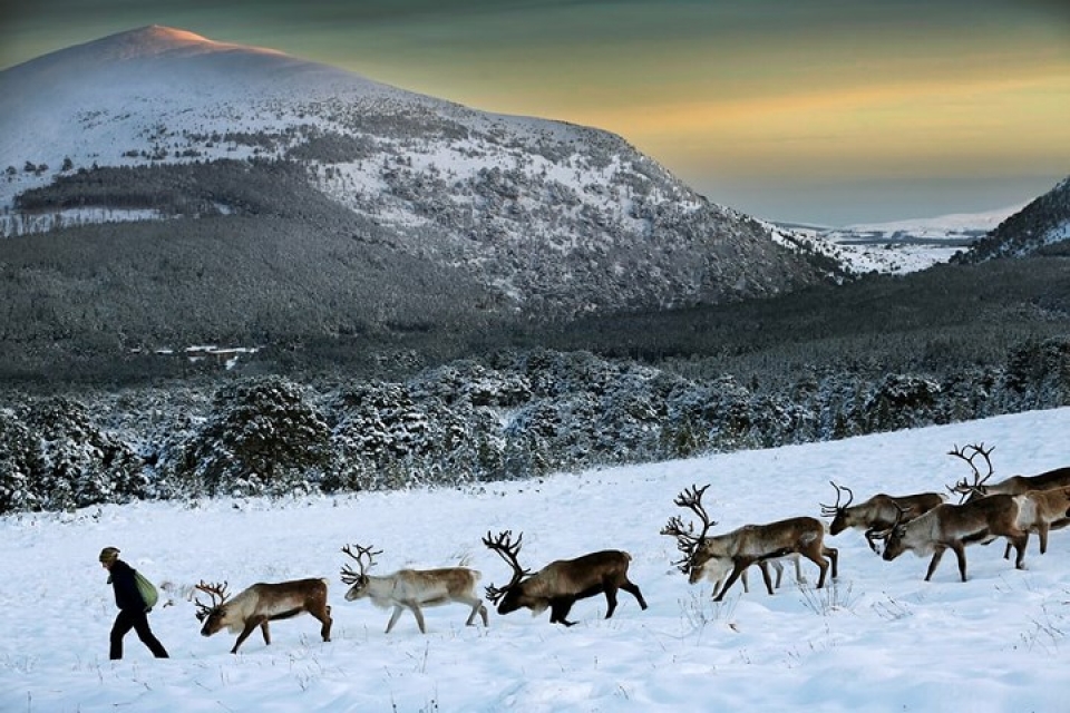 Cận cảnh đàn tuần lộc chăn thả tự do duy nhất ở Vương quốc Anh can canh dan tuan loc chan tha tu do duy nhat o vuong quoc anh