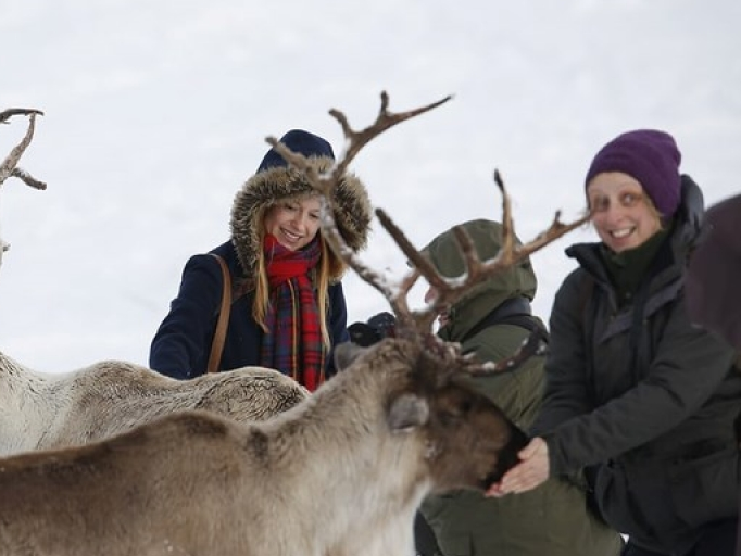 Cận cảnh đàn tuần lộc chăn thả tự do duy nhất ở Vương quốc Anh