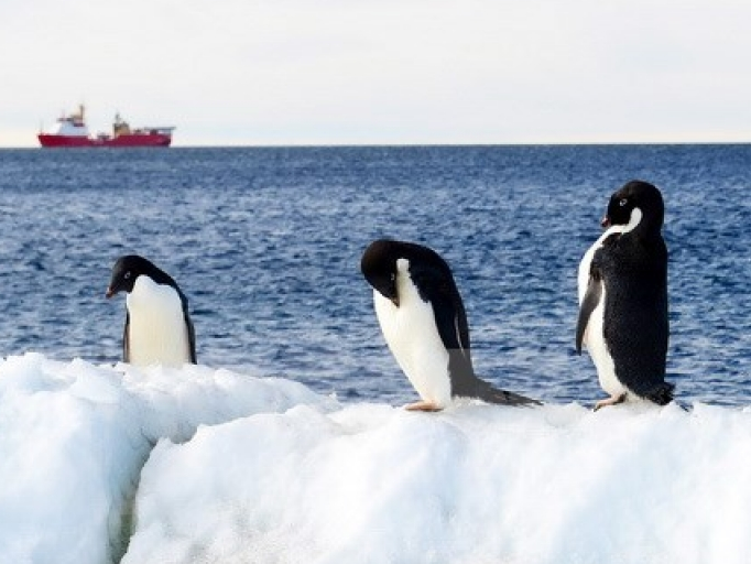 Phát hiện mới về sự tồn tại của chim cánh cụt ở Nam Cực