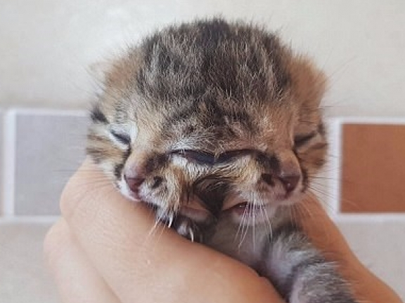 Nam Phi: Chú mèo con có hai khuôn mặt, 3 mắt