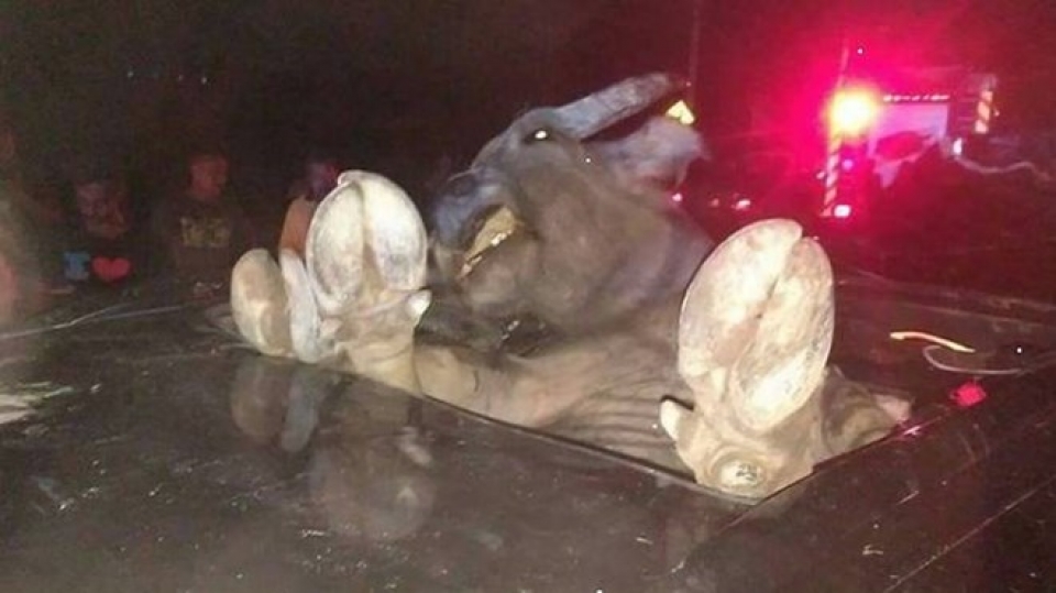 malaysia tai nan hy huu khien con trau roi vao xe oto