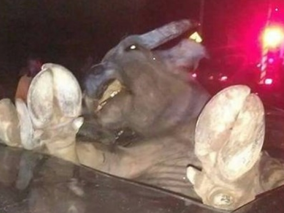 Malaysia: Tai nạn hy hữu khiến trâu rơi vào xe ôtô