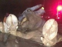 Malaysia: Tai nạn hy hữu khiến trâu rơi vào xe ôtô