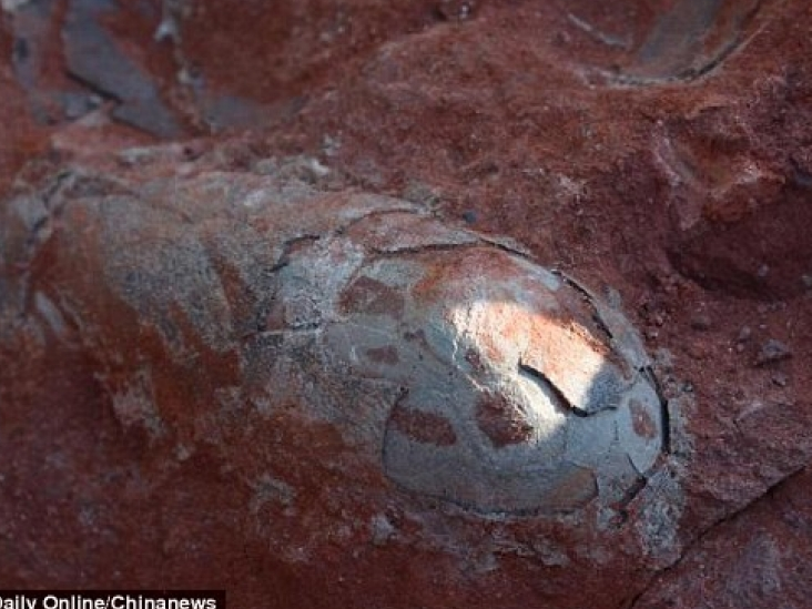 Phát hiện 30 quả trứng khủng long gần như còn nguyên vẹn