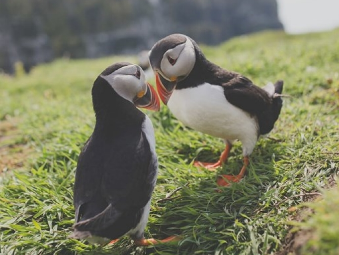 Chùm ảnh những loài thú ngộ nghĩnh và đáng yêu trên khắp thế giới