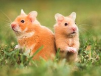 phat hien loai khi moi trong rung mua nhiet doi amazon