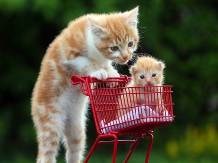 Các tư thế “độc nhất vô nhị” của những chú mèo