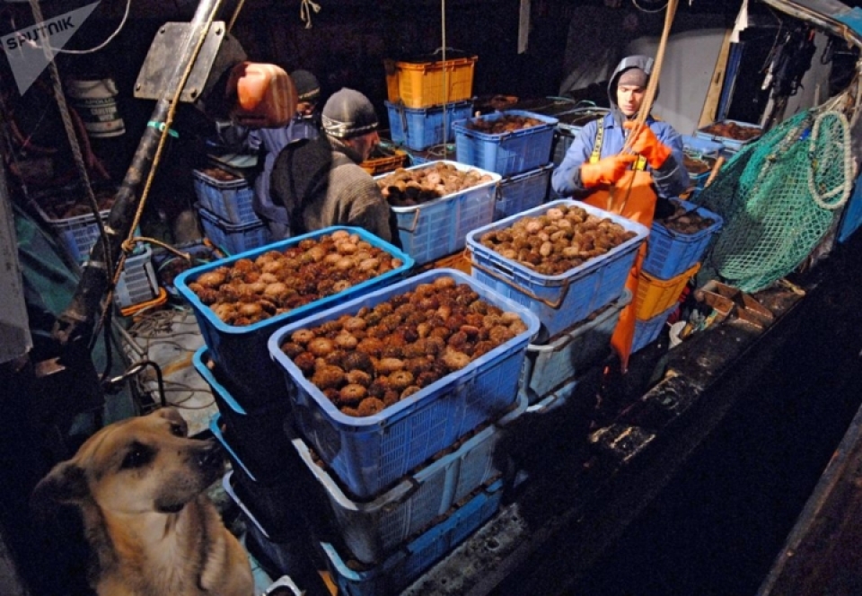 cuoc song tren quan dao nam kuril tranh chap giua nga va nhat ban