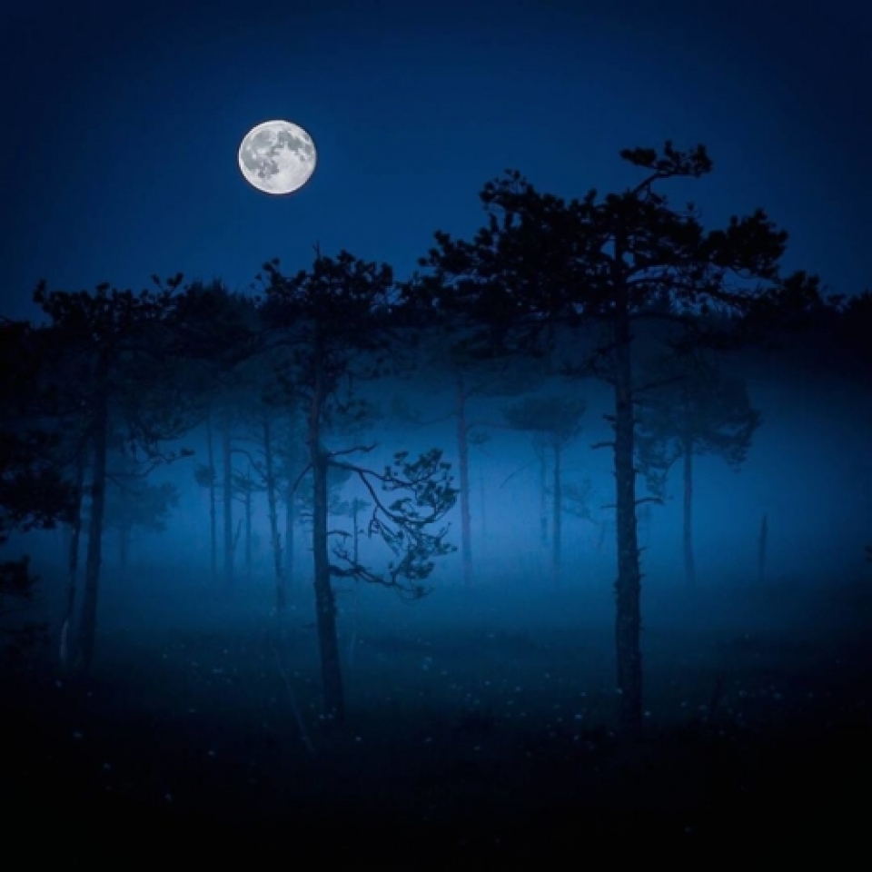 nhung buc anh chung minh khu rung co tich than tien o phan lan la co that