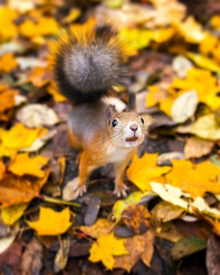 nhung buc anh chung minh khu rung co tich than tien o phan lan la co that