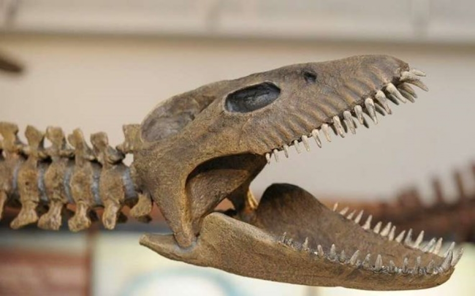 Argentina triển lãm mô hình bộ xương khủng long 65 triệu năm tuổi hoàn thiện nhất argentina trien lam mo hinh bo xuong khung long 65 trieu nam tuoi hoan thien nhat