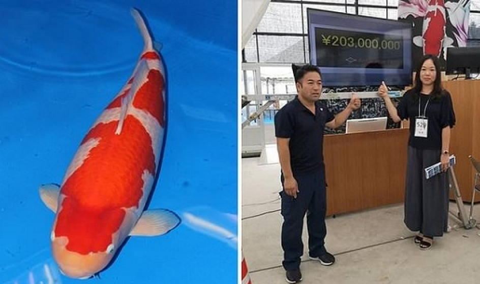 Cá Koi sống đắt nhất thế giới có gì đặc biệt?