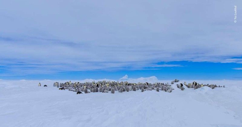 nhung khoanh khac an tuong nhat cua cac loai dong vat hoang da