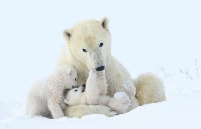 Những khoảnh khắc ấn tượng nhất của các loài động vật hoang dã